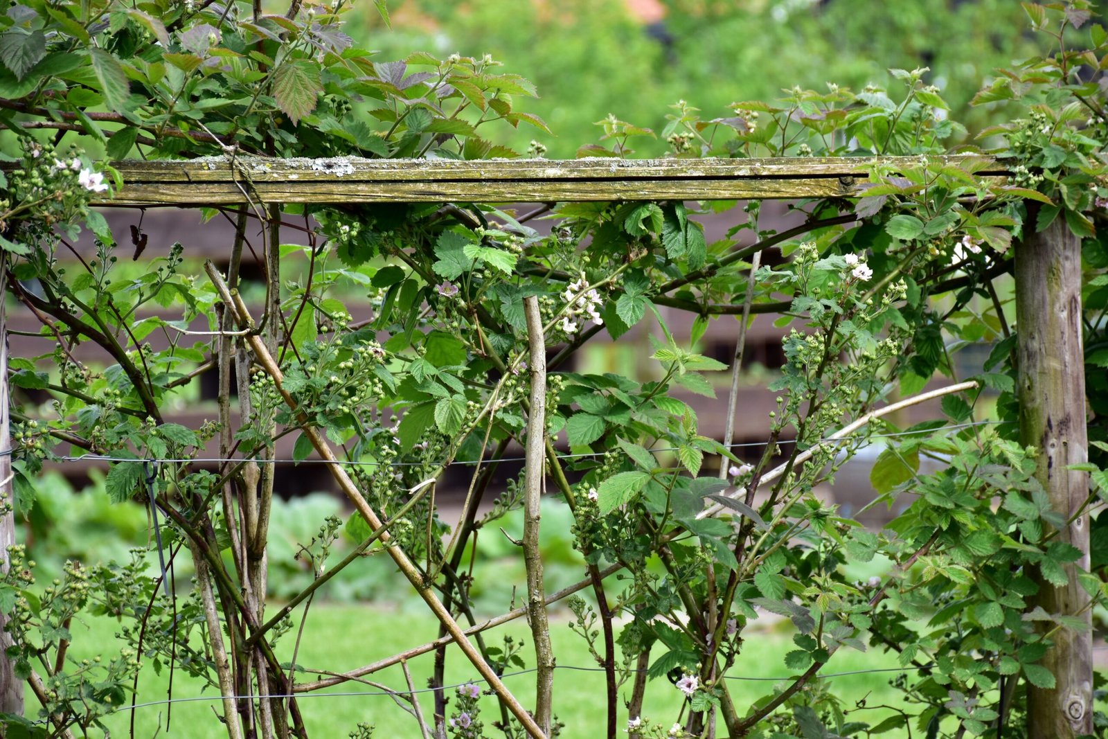 a wooden trellis with vines growing over it